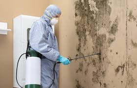 Reliable Groveport, OH Mold Remediation Solutions